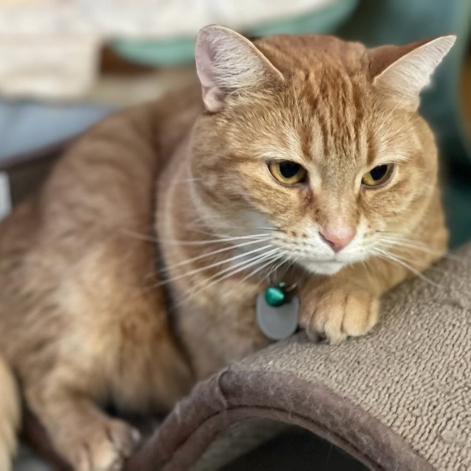 Orange cat lounging on a beige bed
